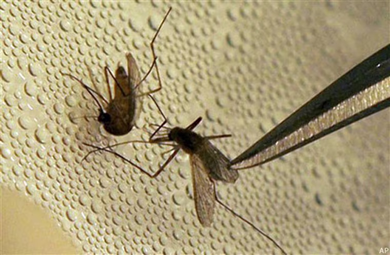 Image: Mosquitoes